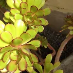 アパート Casa Augusto Rosa