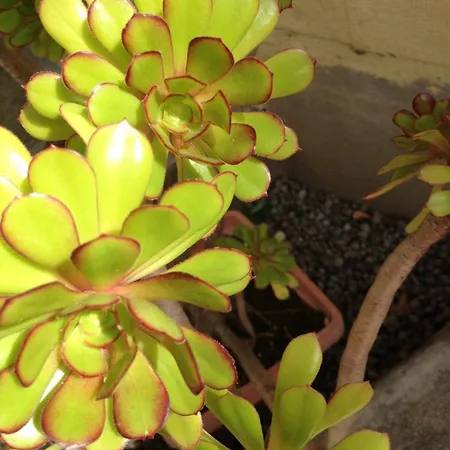 Appartamento Casa Augusto Rosa